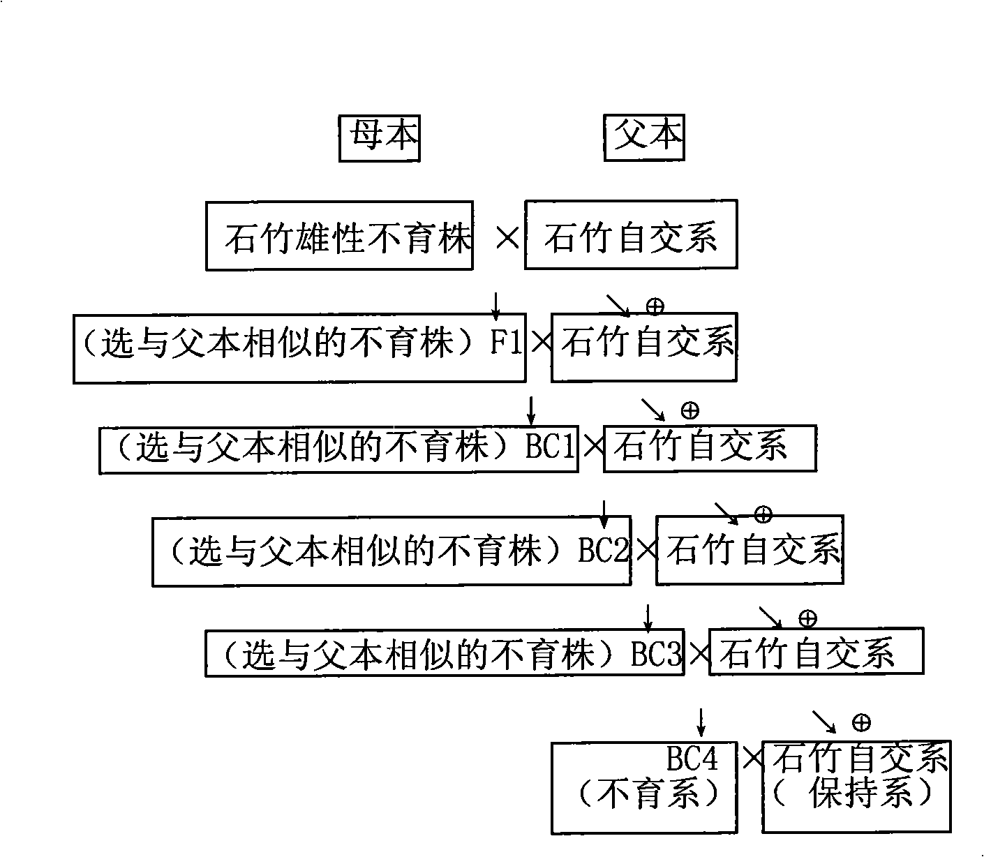 Method for transferring male sterile line of Chinese pink and cultivating propagating seeds and hybrid seeds