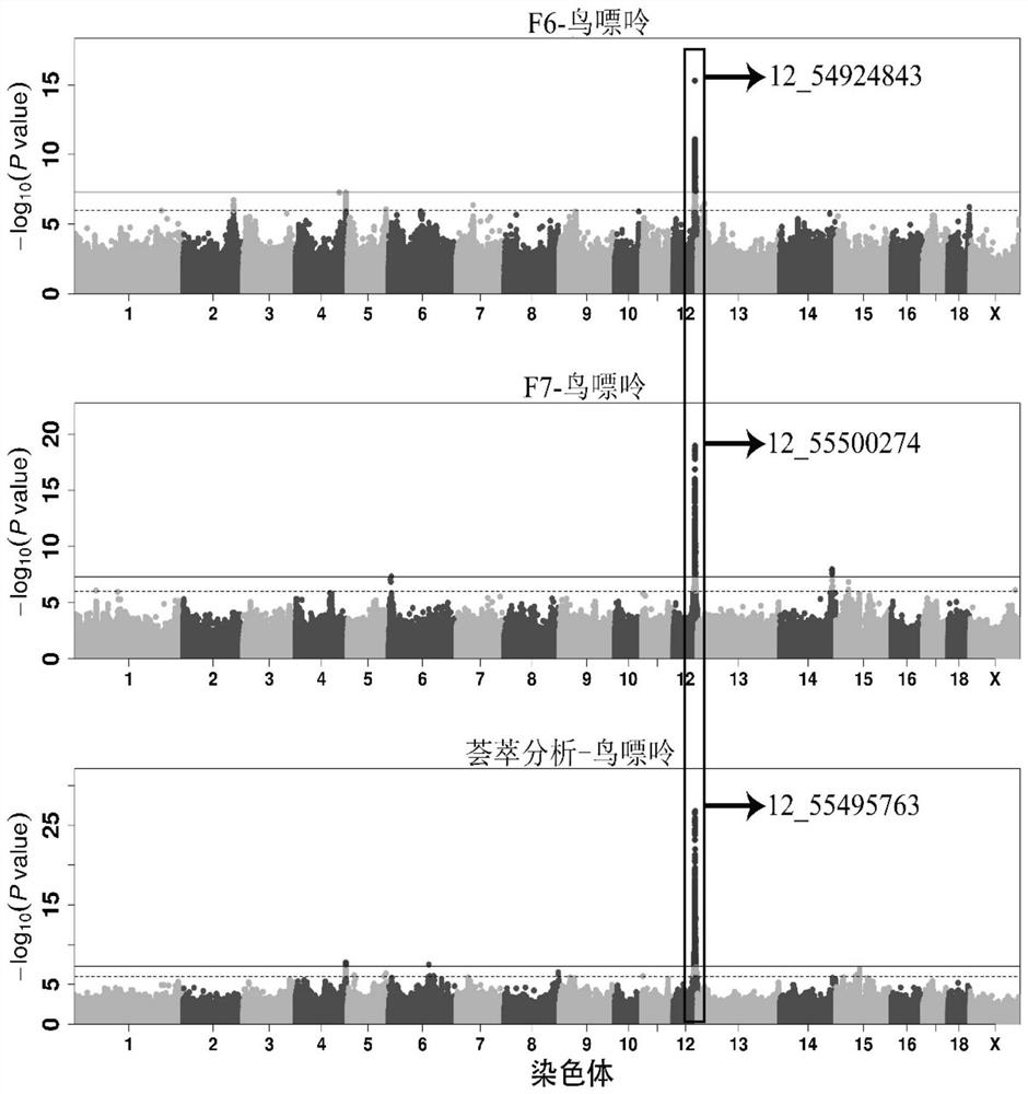 An SNP marker affecting guanine content in individual pigs