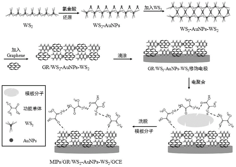 Preparation method and application of GR/WS2-AuNPs-WS2 compound molecular imprinting sensor