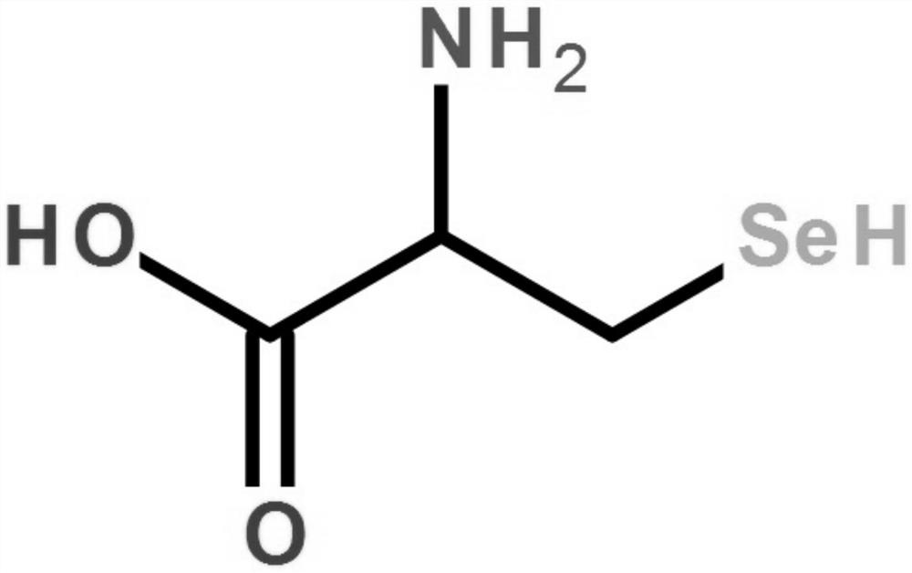 Drinking water solution for supplementing organic selenium to human body