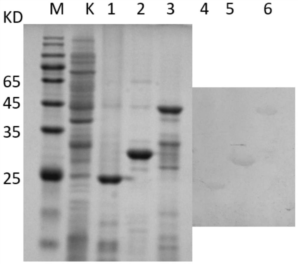 Antigen composition for detecting chicken mycoplasma synoviae antibody, kit and application of kit