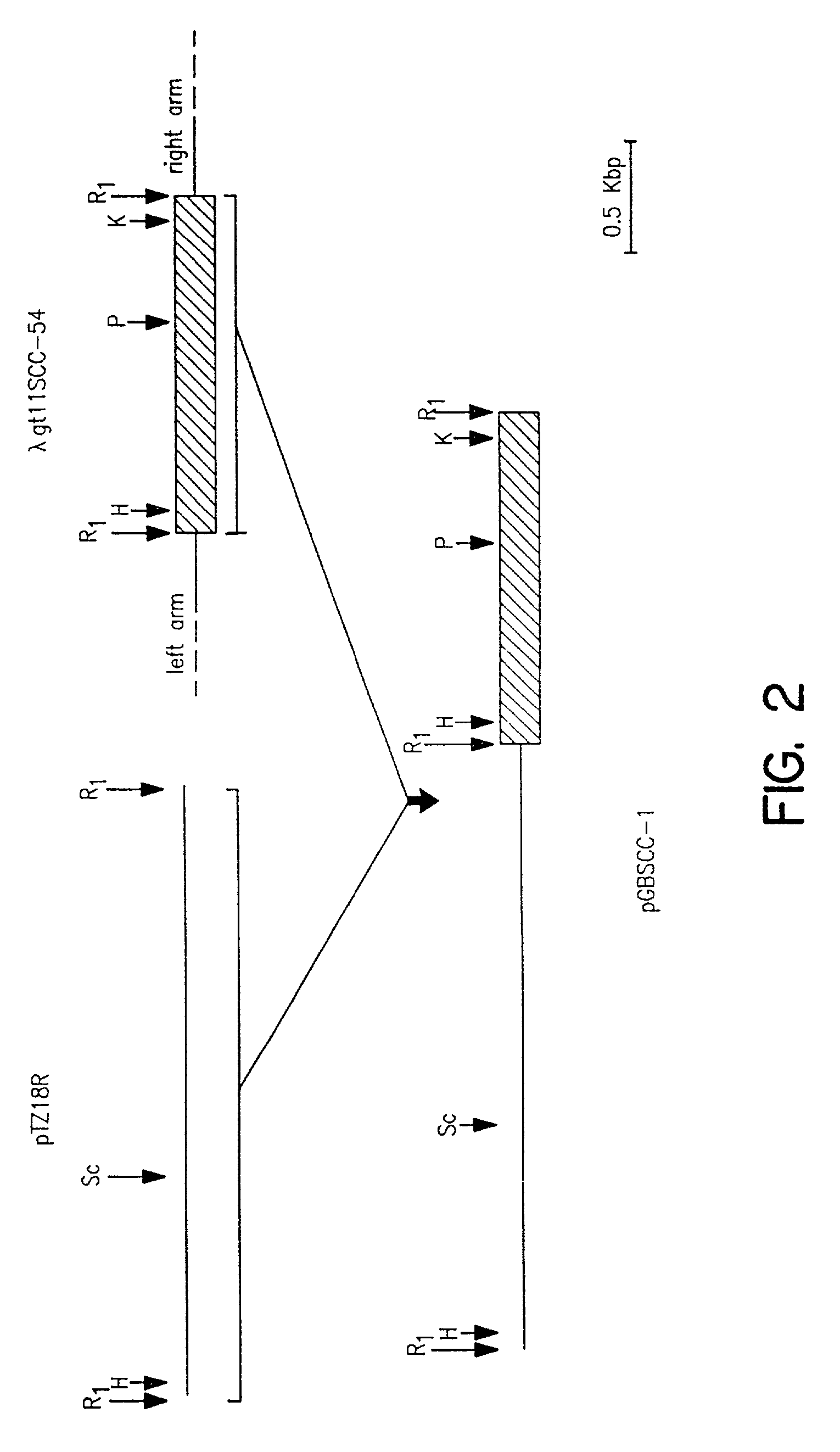 Process for oxidation of steroids and genetically engineered cells used therein