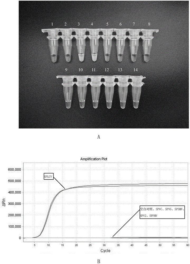 Method for detecting sweet potato leaf curl viruses and special primer set thereof