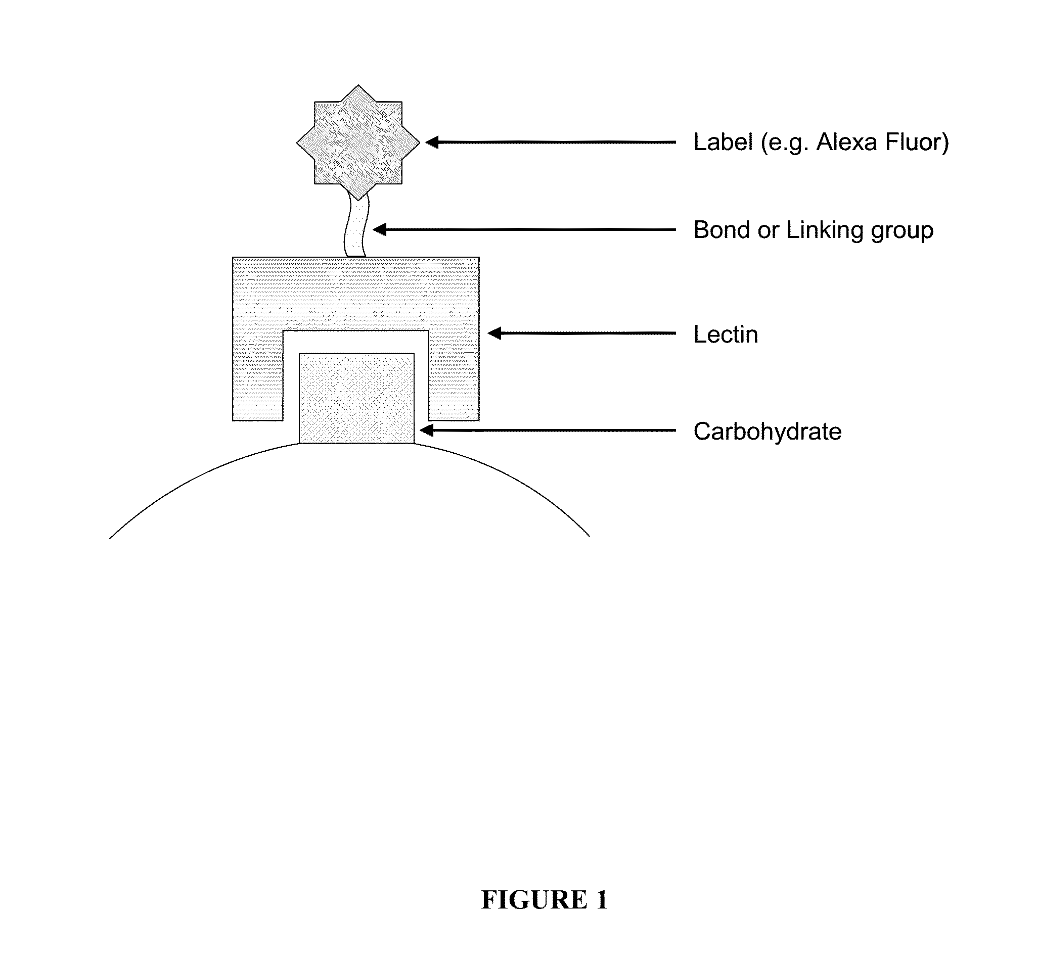 Compositions and methods for detecting oral neoplasm