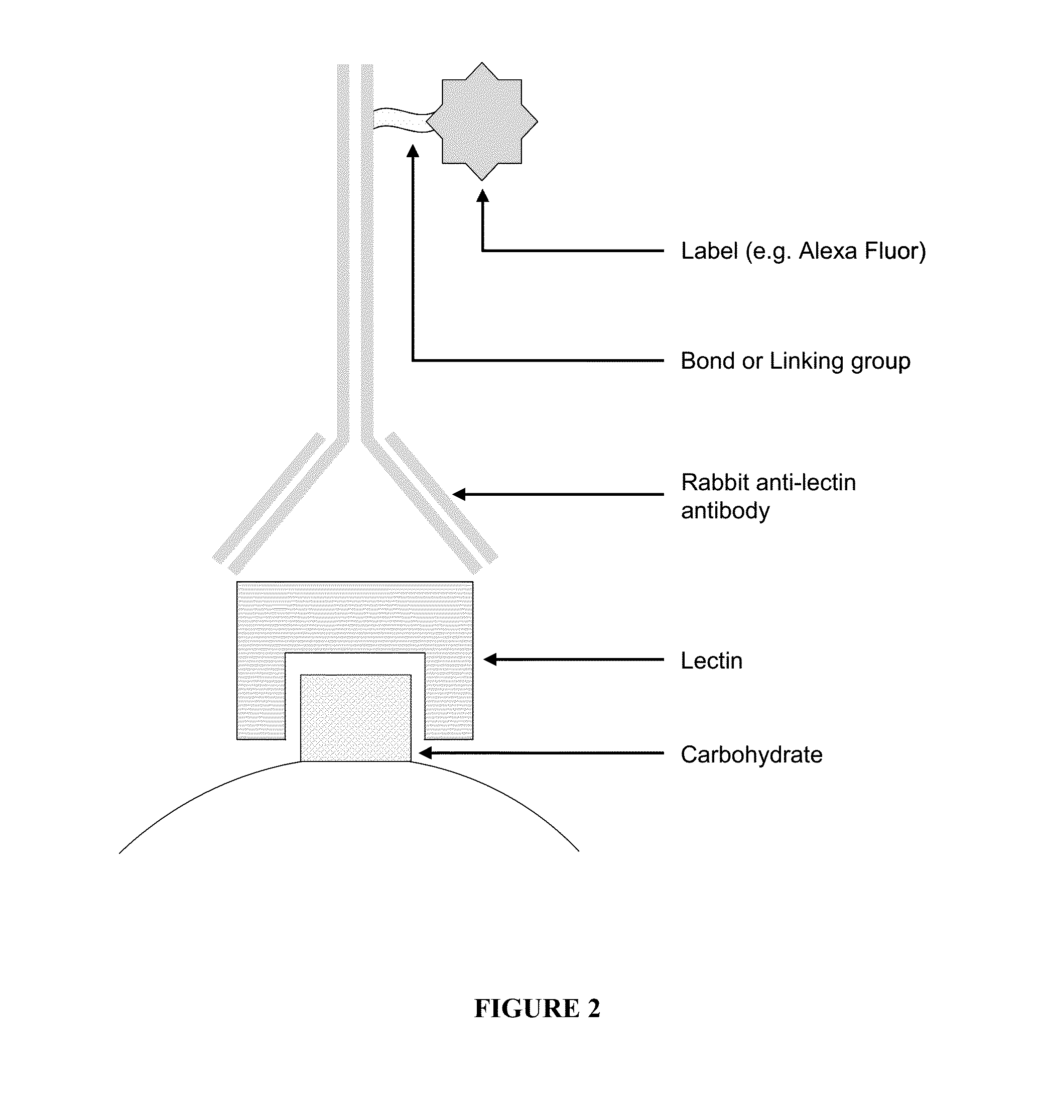 Compositions and methods for detecting oral neoplasm