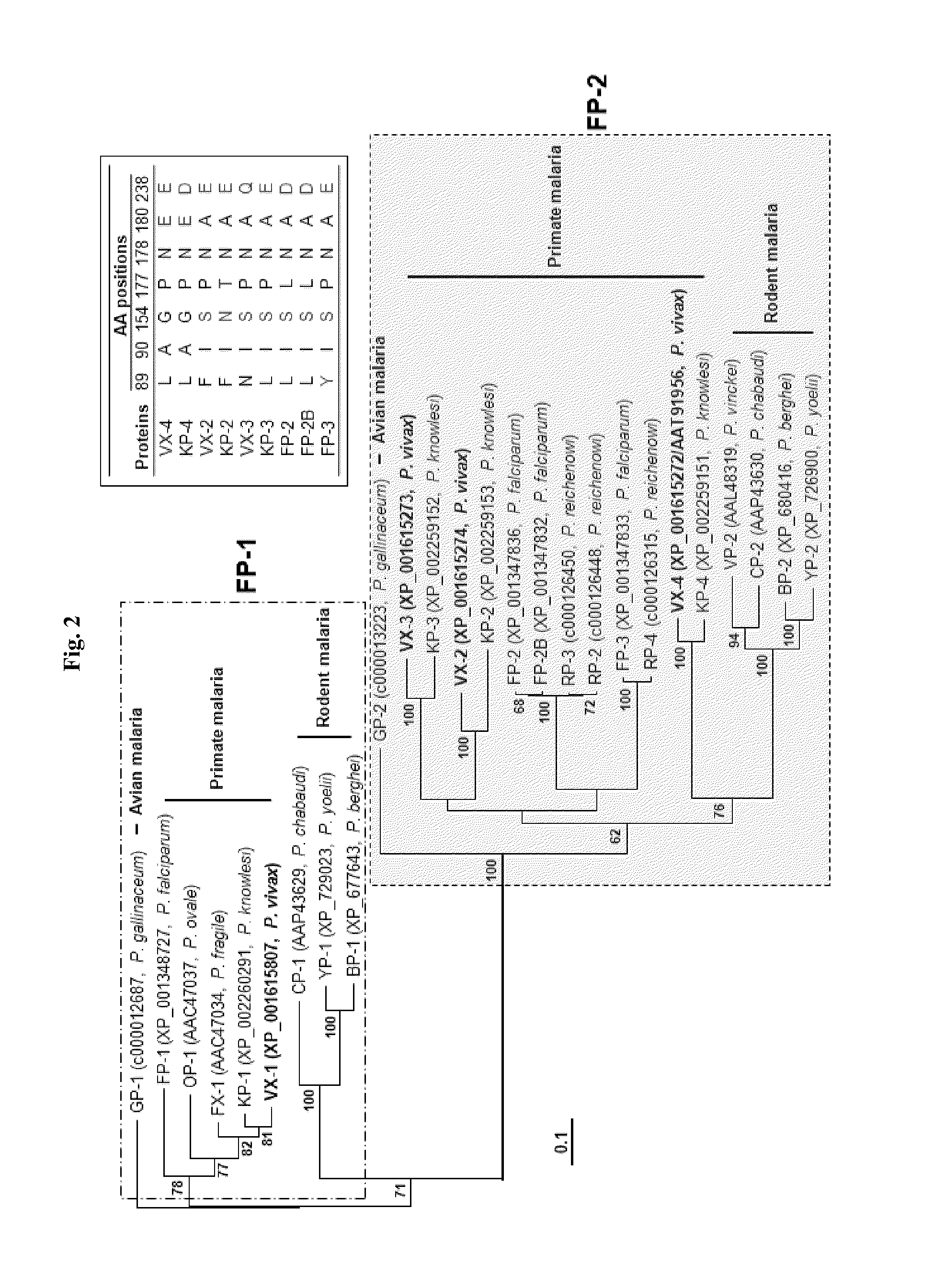 Use of a cysteine protease of Plasmodium vivax