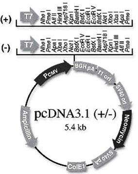 siRNA that inhibits porcine somatostatin receptor 2 gene expression