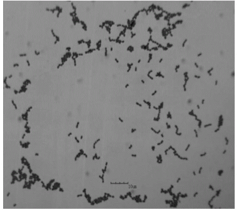 A high-yielding lactic acid bacterium and its method for preparing calcium lactate by fermenting eggshells