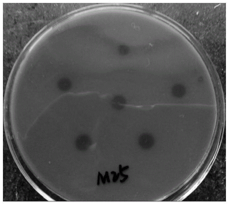 A high-yielding lactic acid bacterium and its method for preparing calcium lactate by fermenting eggshells