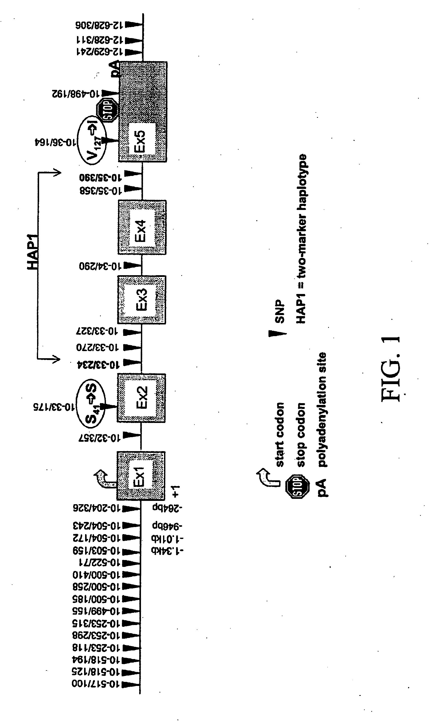 Genomic sequence of the 5-Lipoxygenase-activating protein (FLAP), polymorphic markers thereof and methods for detection of asthma