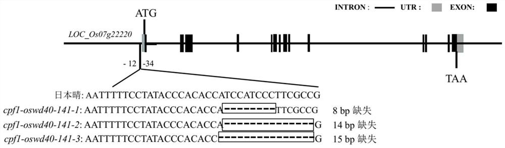 Rice Wd40-enriched repeat protein oswd40-141 and its encoding gene and application