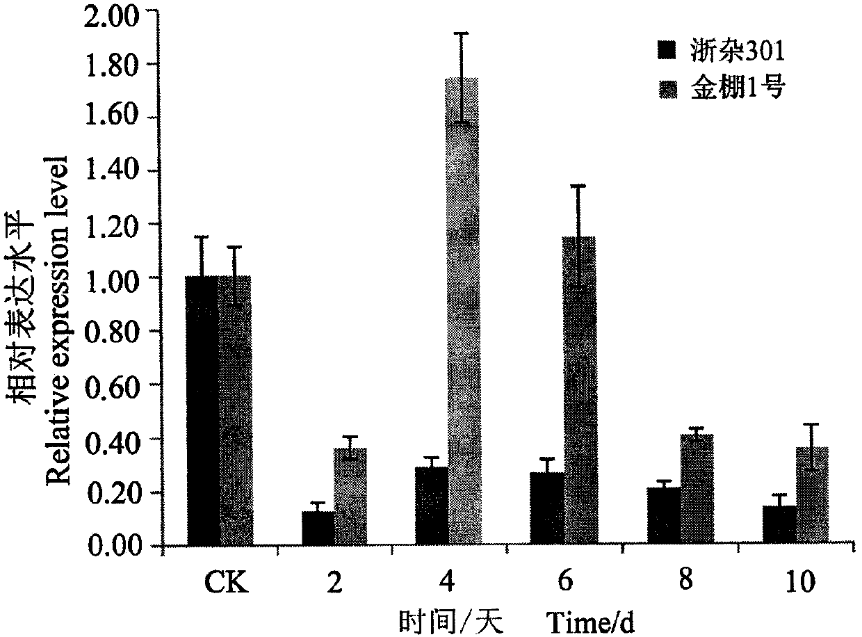 Identification and application of tomato SolyWRKY54 transcription factor in regulating and controlling tomato yellow leaf curl virus