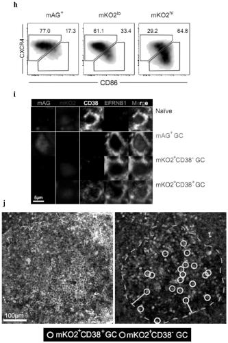 Memory b-cell precursor cells and uses thereof