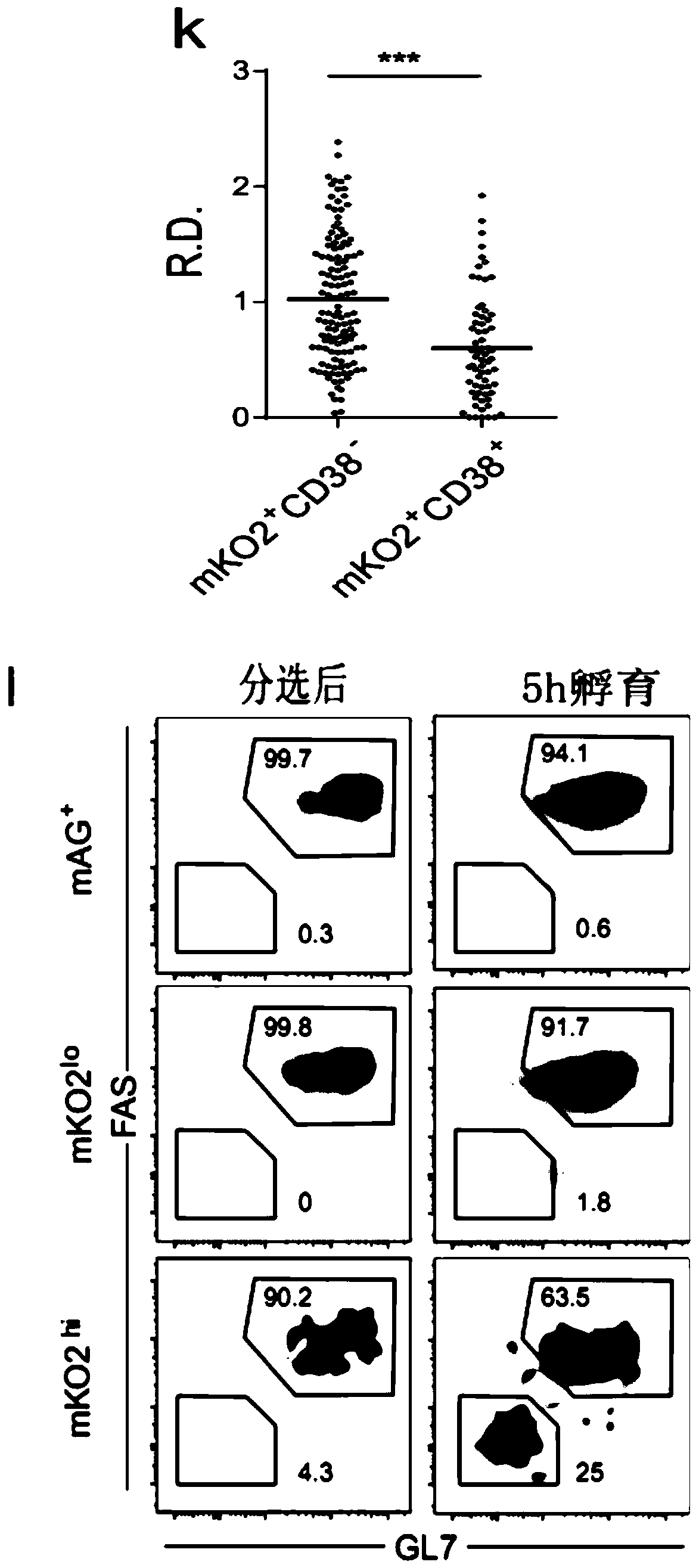 Memory b-cell precursor cells and uses thereof