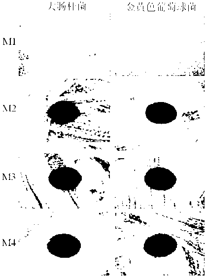 Polyvinylidene fluoride film capable of responding to visible light and preparation method of polyvinylidene fluoride film