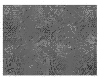 Preparation method of ceramic microfiltration membrane by using attapulgite nano fibers as separating layer