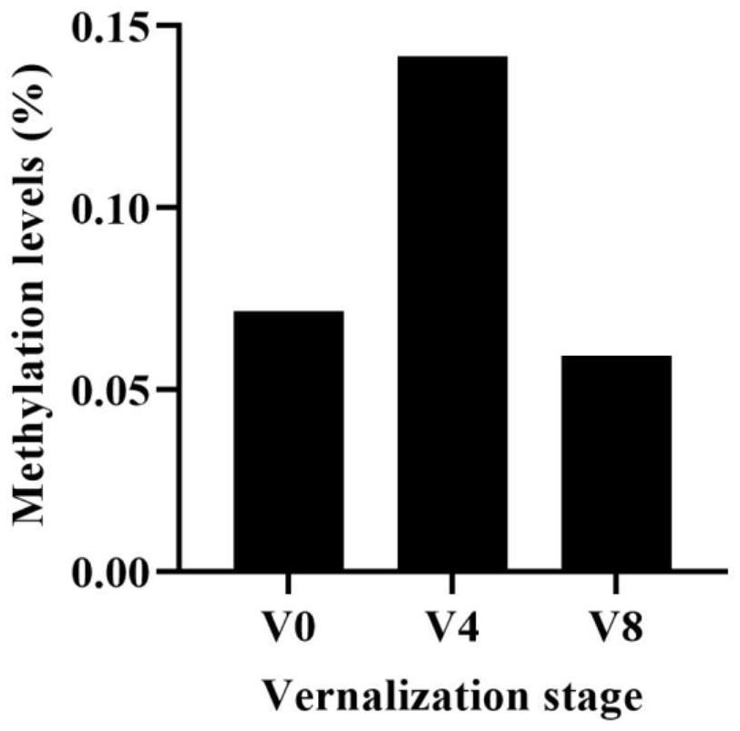 Dactylis glomerata vernalization gene DgPAPS4 and application thereof