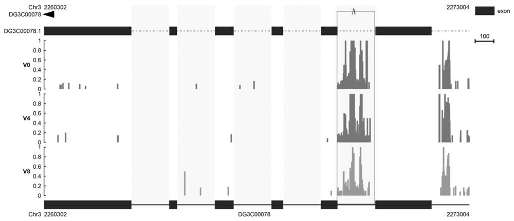 Dactylis glomerata vernalization gene DgPAPS4 and application thereof