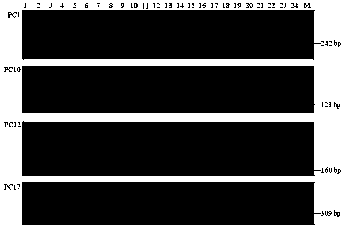 Four pairs of est-ssr primers and their preparation methods and their application in the construction of the fingerprint of Sakura