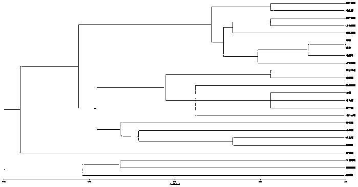 Four pairs of est-ssr primers and their preparation methods and their application in the construction of the fingerprint of Sakura