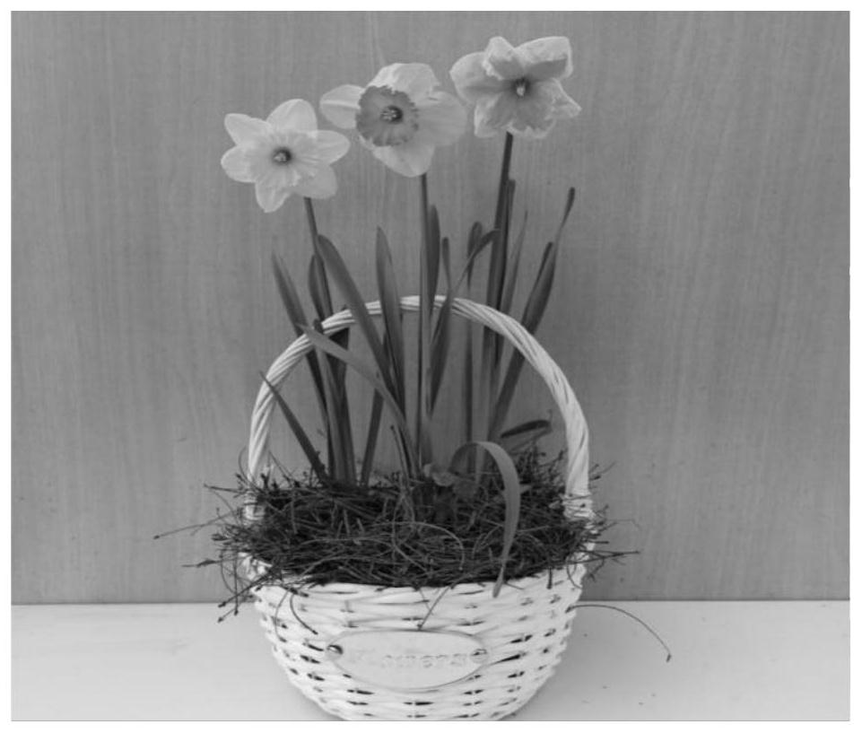 Regulation and control method for enabling different varieties of narcissus combined potted plants to bloom simultaneously