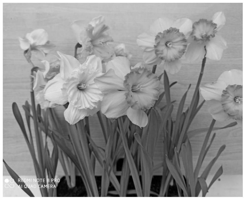Regulation and control method for enabling different varieties of narcissus combined potted plants to bloom simultaneously
