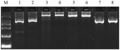 PCR-SBT method and reagent for genotyping of human killer cell immunoglobulin receptor KIR3DL 2