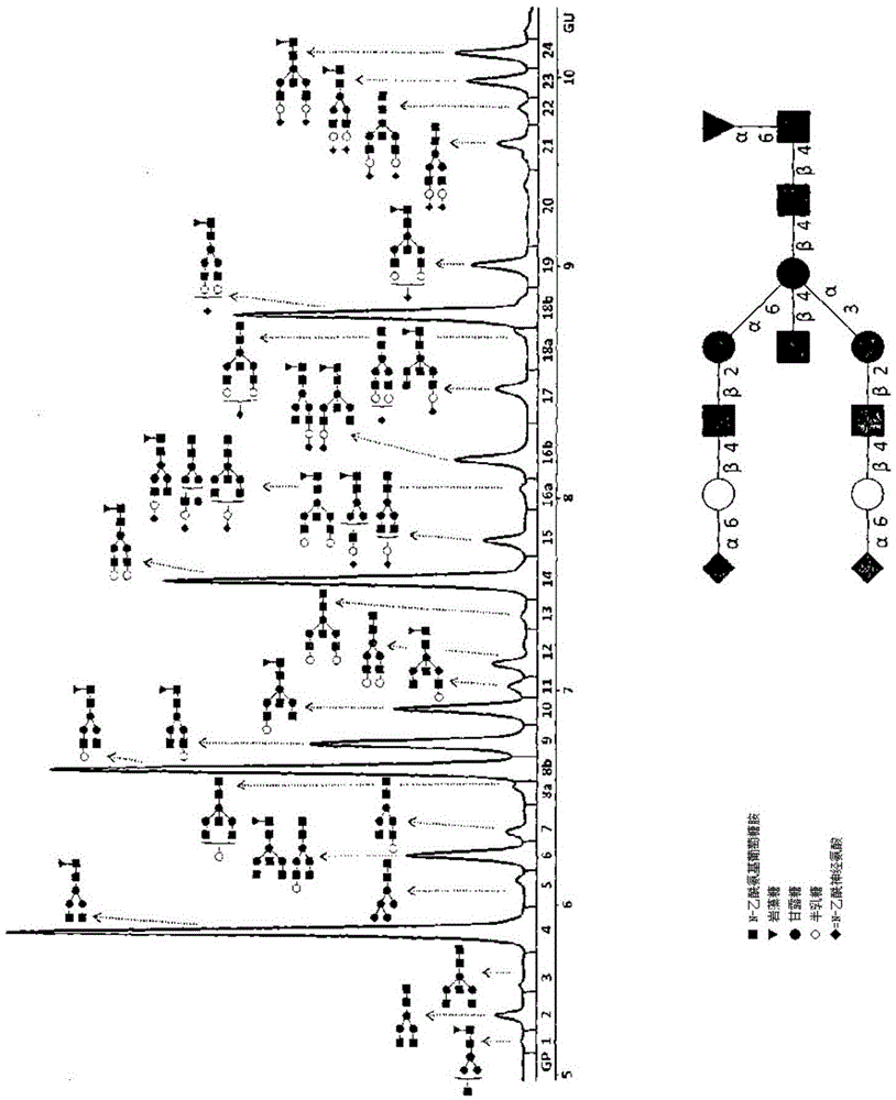Method for the analysis of N-glycans attached to immunoglobulin G from human blood plasma and its use