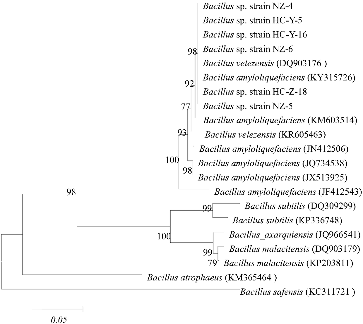 Application of Bacillus velezensis NZ-4 to promotion of vegetation