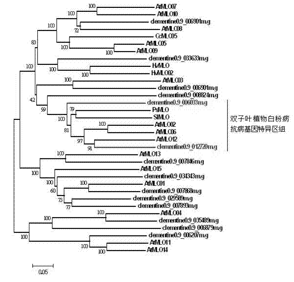 Rapid identification of MLO (mildew resistance locus o) powdery mildew resistance Poncirus trifoliata genes