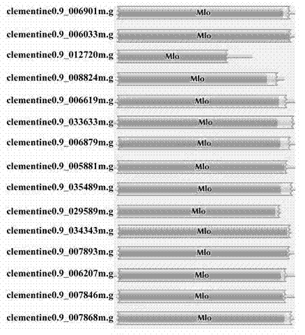 Rapid identification of MLO (mildew resistance locus o) powdery mildew resistance Poncirus trifoliata genes
