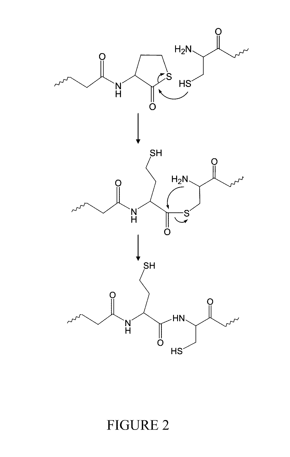 Catalyst and byproduct-free native chemical ligation using cyclic thioester precursors