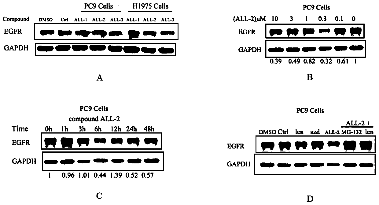 Lenalidomide-based small-molecular compound targeting to EGFR protein degradation, and preparation and application thereof