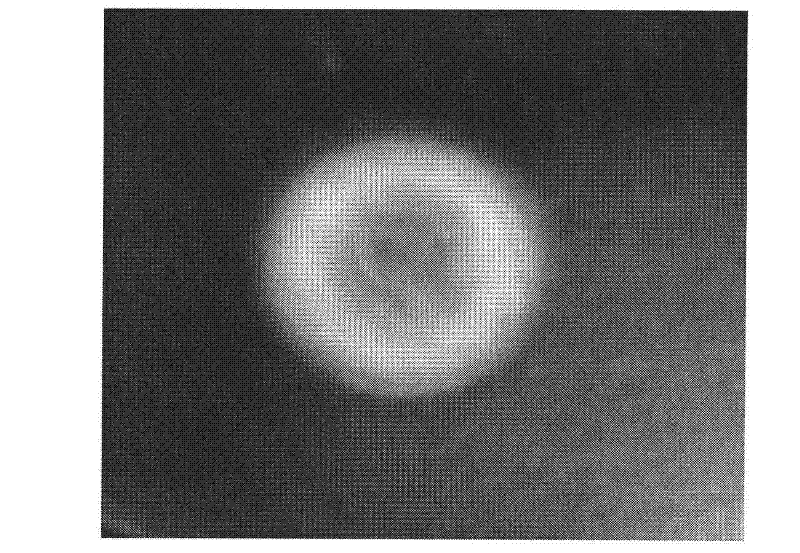 Method for preparing podophyllotoxin and/or astragaloside and special bacterial strain thereof