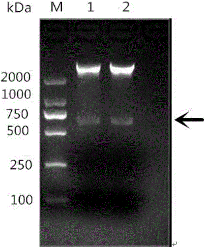 Riemerella anatipestifer OmpH recombinant protein and ELISA kit thereof