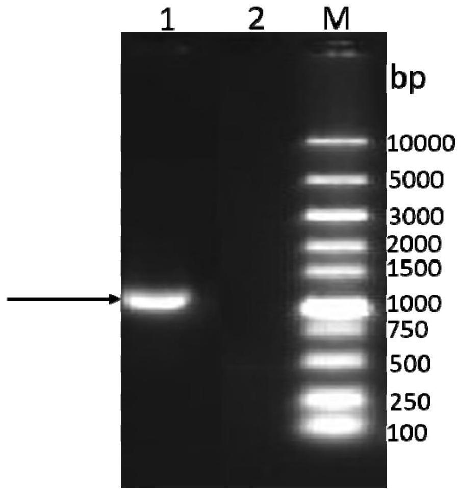 Bovine parainfluenza virus recombinant antigen and its application