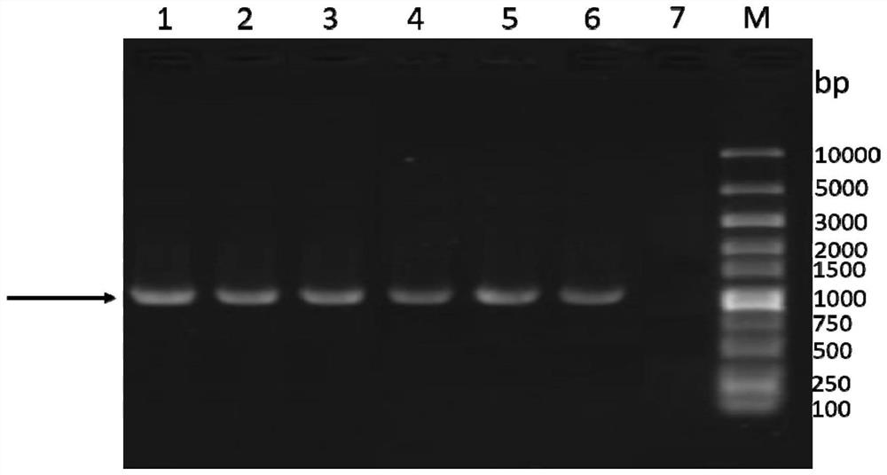 Bovine parainfluenza virus recombinant antigen and its application