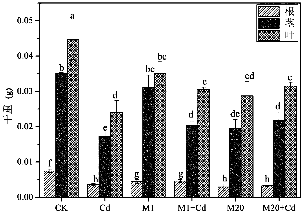Water-culture method for relieving toxic action of cadmium on tomatoes by virtue of methyl jasmonate and application of methyl jasmonate