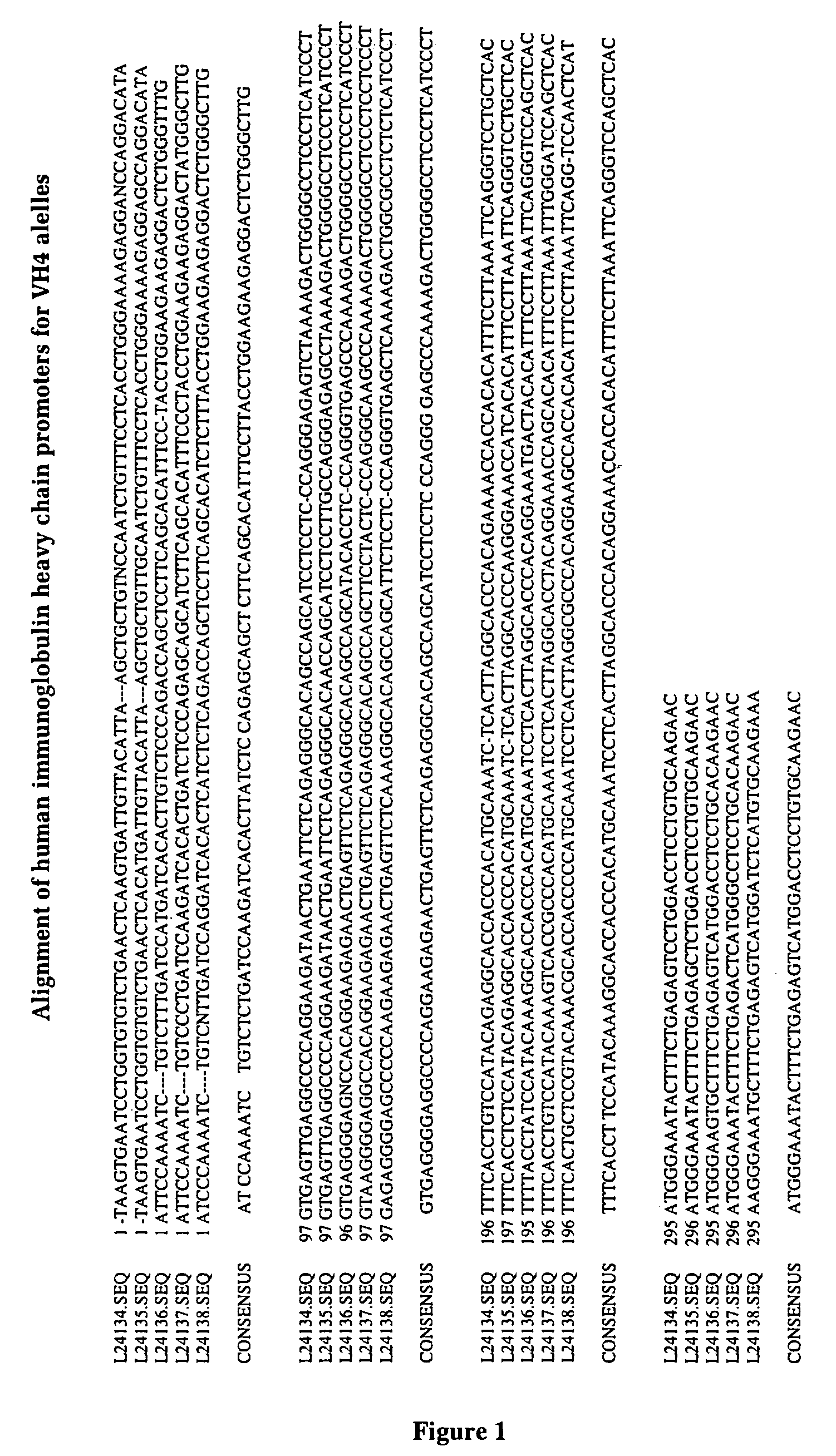 In vivo affinity maturation scheme