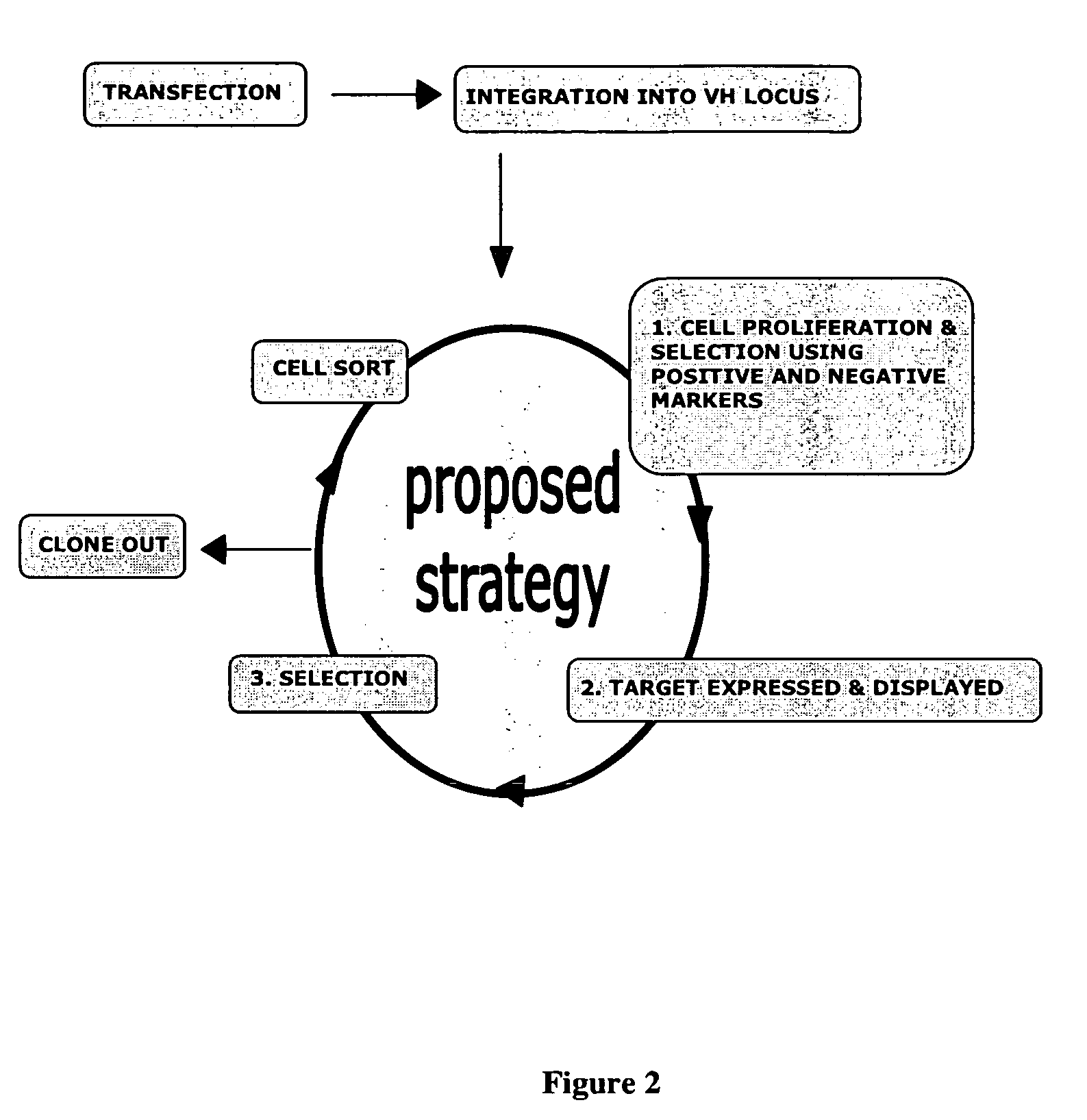 In vivo affinity maturation scheme