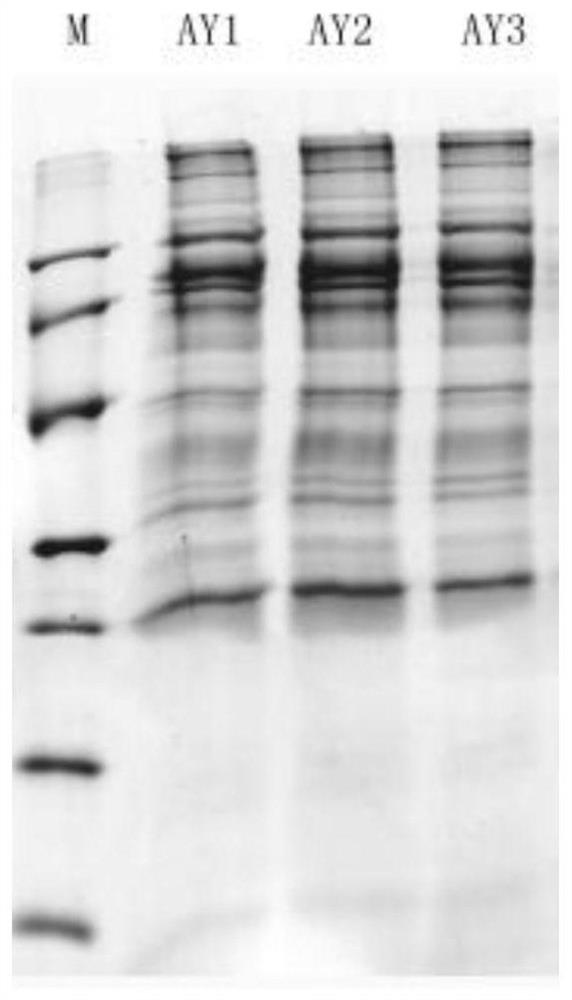 Yimusak Tablet Acting on Erectile Dysfunction Human Serum Differential Protein Combination and Its Screening Method and Application