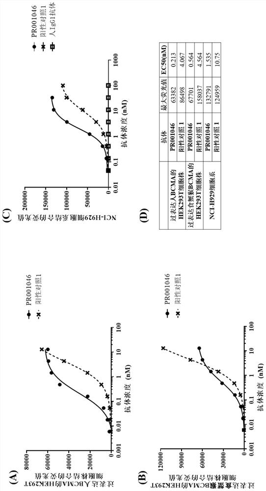 Antibody targeting BCMA, bispecific antibody and uses of antibody targeting BCMA and bispecific antibody