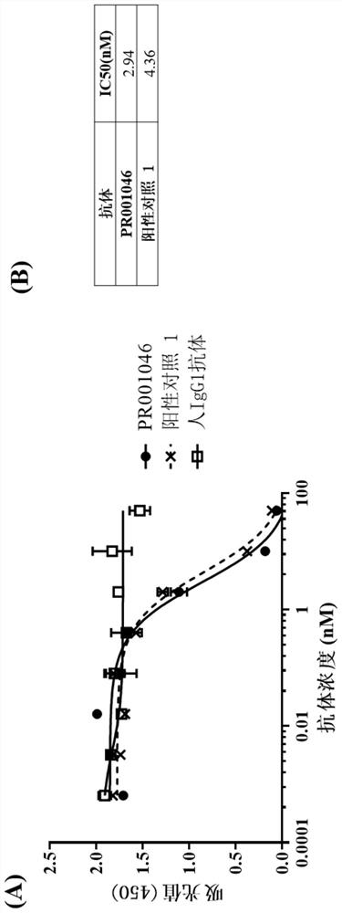 Antibody targeting BCMA, bispecific antibody and uses of antibody targeting BCMA and bispecific antibody