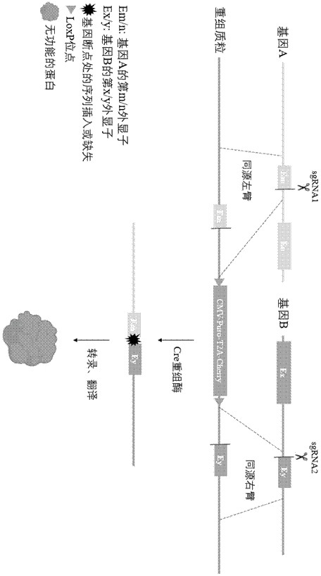 Method for editing gene fusion