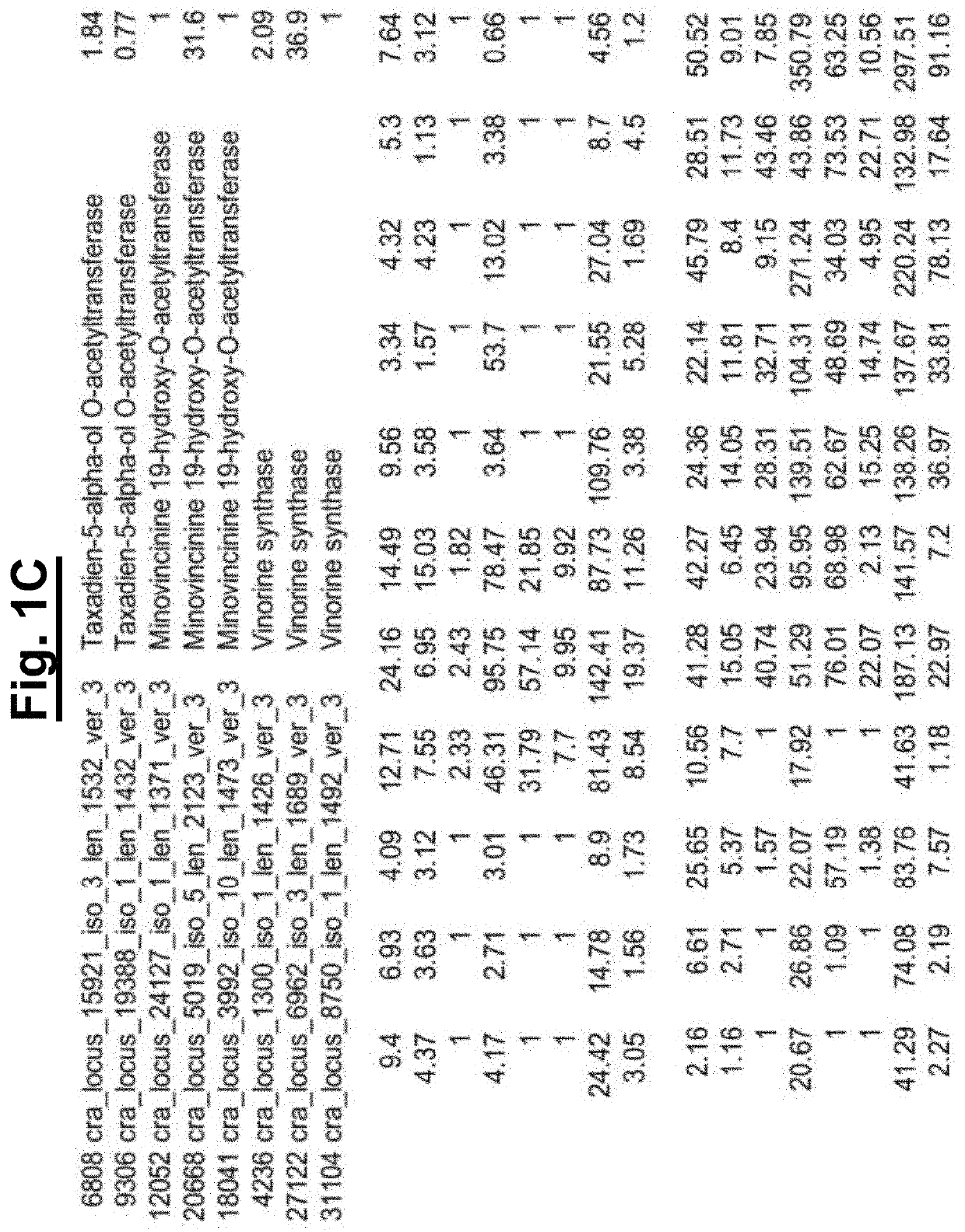 Method and means for manufacturing terpene indole alkaloids