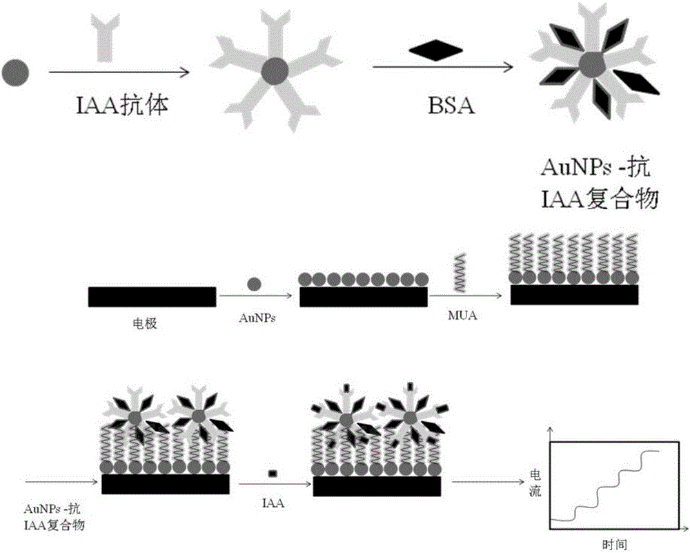 Microelectrode biosensor for online detection of IAA (auxin) in living plant and application of microelectrode biosensor