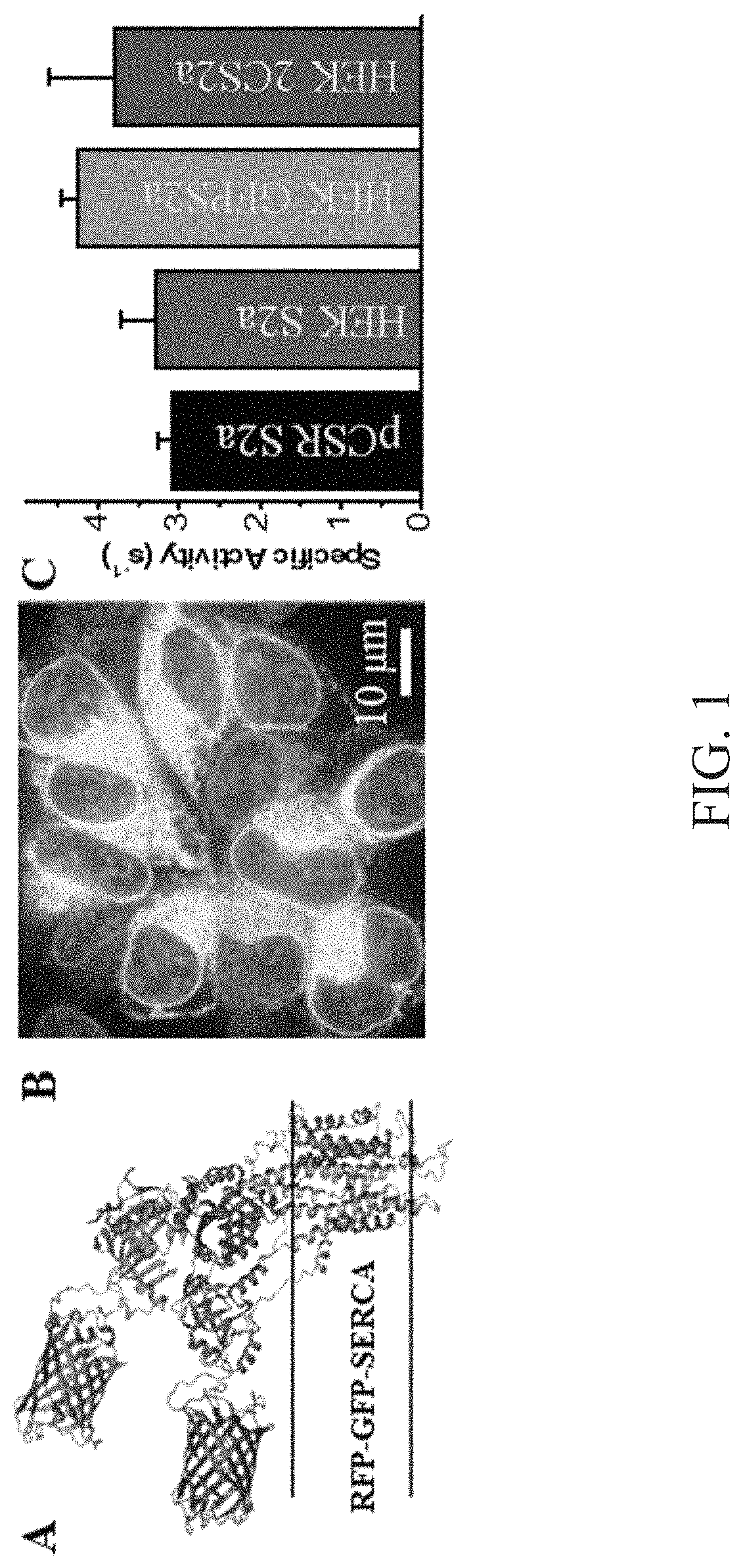 High-throughput, high-precision methods for detecting protein structural changes in living cells