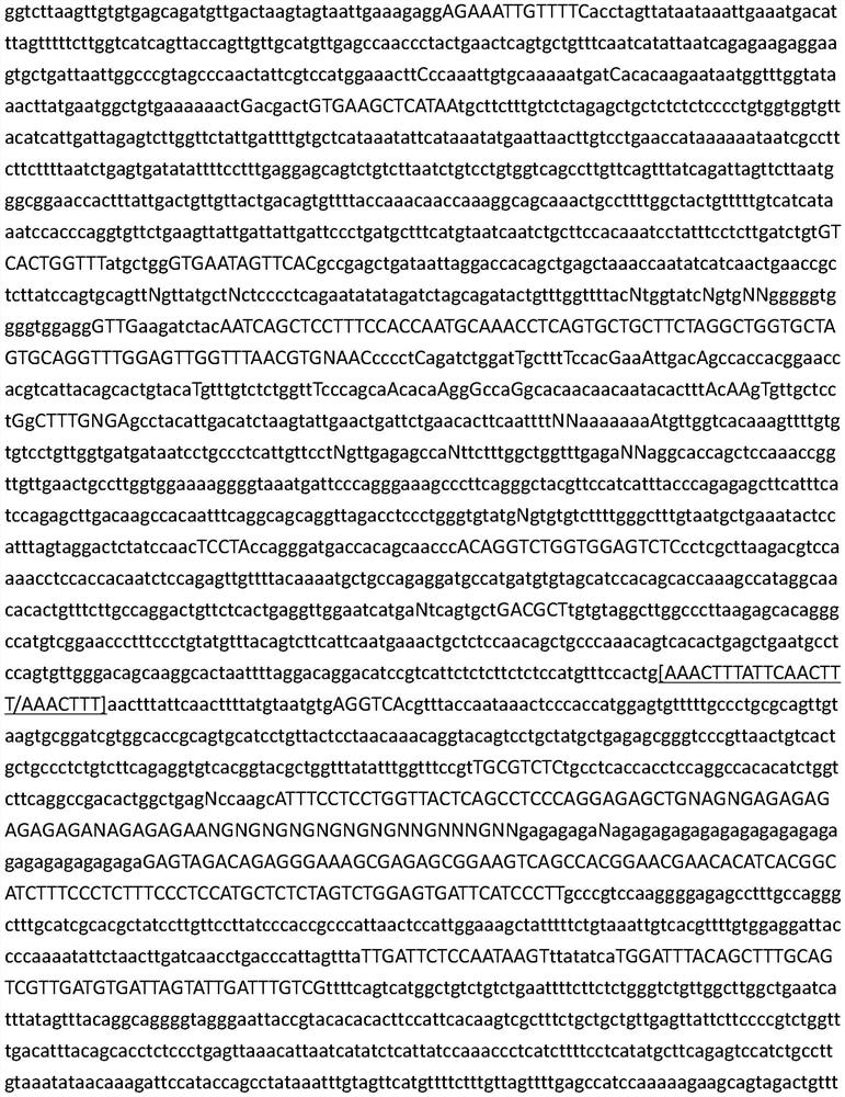 A sex-specific molecular marker primer, identification method and application of pomfret ovata