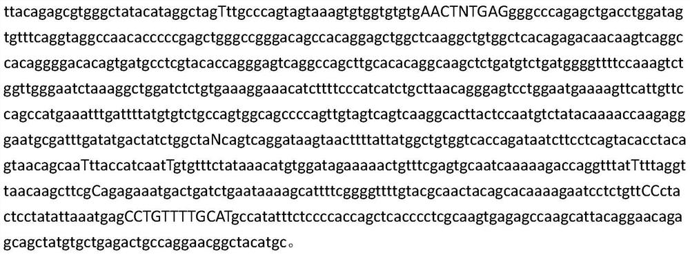 A sex-specific molecular marker primer, identification method and application of pomfret ovata