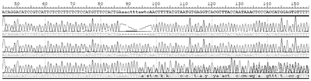 A sex-specific molecular marker primer, identification method and application of pomfret ovata